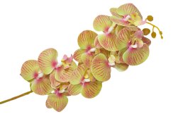 Orchidea gumená - zeleno fialová 100cm, 9 kvetov, 5 púčikov